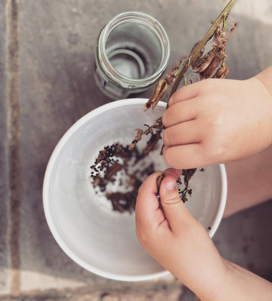 Seed Gathering